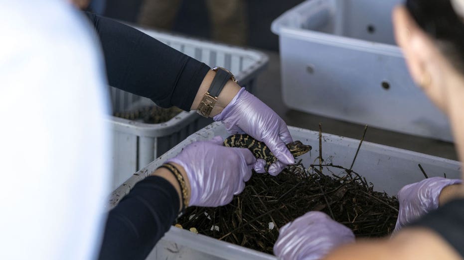 Child Alligators are treated in Skyfield, Louisiana.
