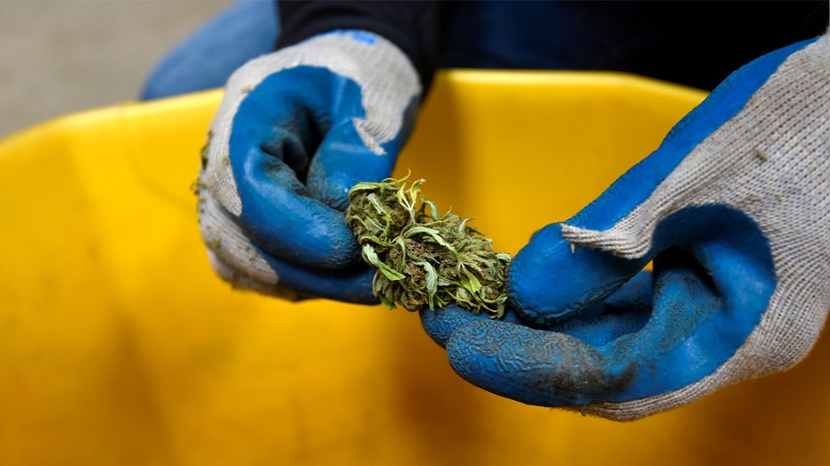 Horticulture professor inspects hemp plant
