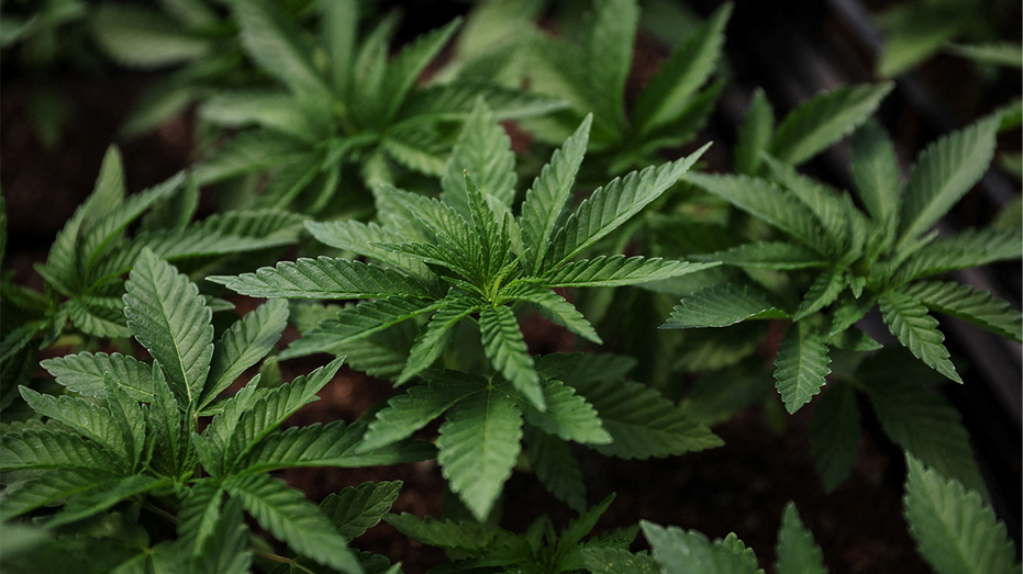 Marijuana plants