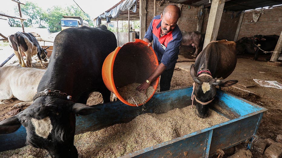 India Dairy farmers