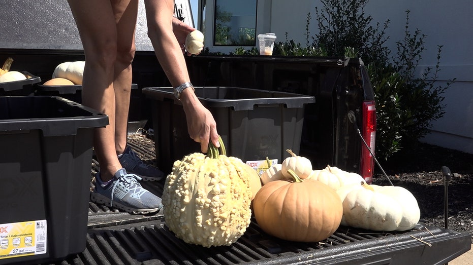 PUPER PUMPKIN decoration surgery throughout the country