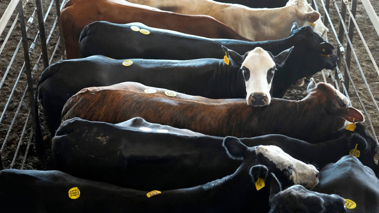 Trump admin eyes Argentine beef imports as domestic prices soar to record highs