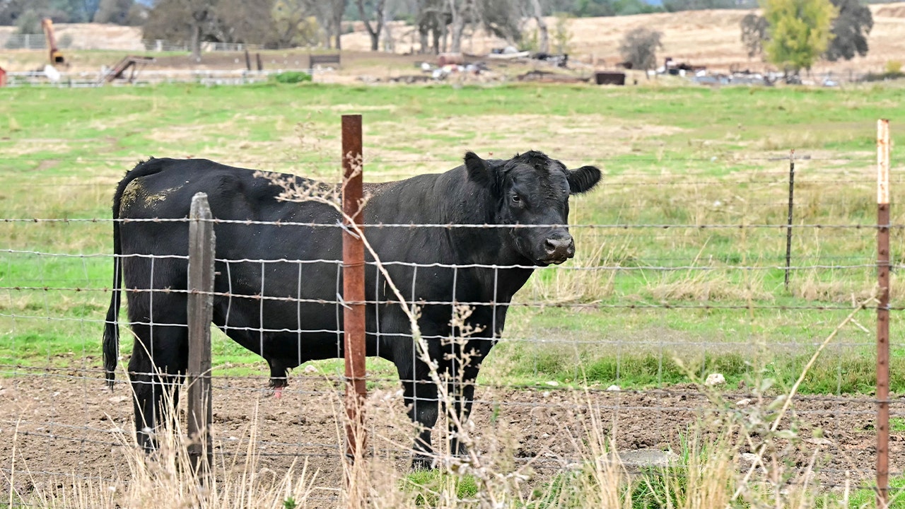 GOP lawmakers push back on Trump admin plan to import Argentinian beef