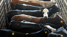 Cattle are shown in pens at the Cattlemen's Columbus Livestock Auction in Columbus Wednesday, Oct. 8, 2025. - Fox Business News