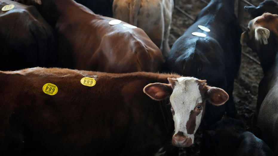 American cattle shown at a livestock auction