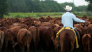 A ranch hand rounds up cattle by horseback and drive them into the pens at the Adams Ranch Inc. in St. Lucie County, Florida on July 9, 2013. - Fox Business News