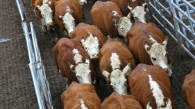 Ranchers dispute price claims after Trump expands Argentine beef imports - Fox Business News