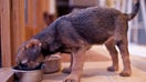 UNITED KINGDOM - NOVEMBER 28:  Cute Border terrier puppy 10 weeks old eating from dog bowl  (Photo by Tim Graham/Getty Images) - Fox Business News