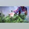 Cannabis stocks surge on report Trump seeks to ease restrictions