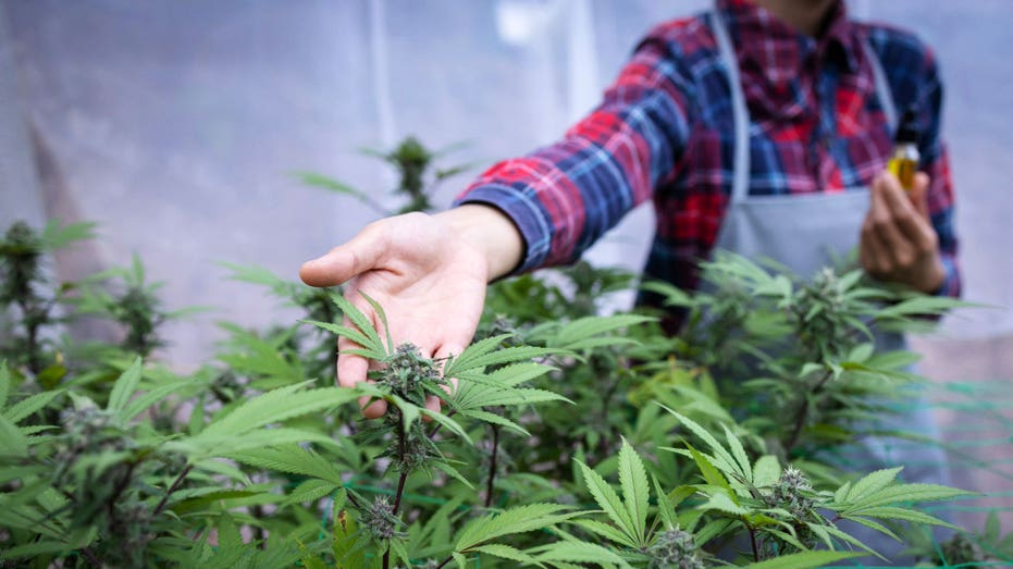 A person tending to cannabis plants.