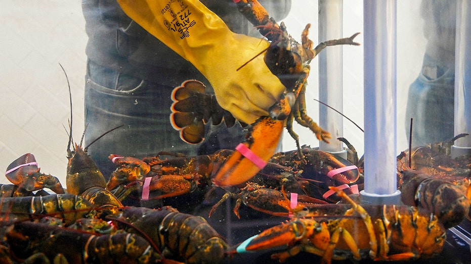 Hand reaching into a lobster tank