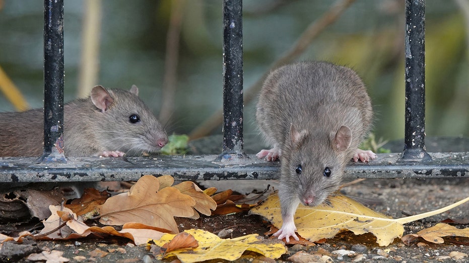Two brown rats foraging for food in a park on an autumn day.