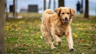 Amazon&rsquo;s Ring expands AI-powered network to help locate lost dogs - Fox Business News
