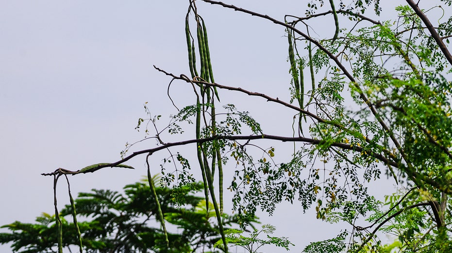 moringa tree plant