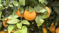 Florida produces nearly 20% of the nation's citrus crop, including grapefruit. - Fox News