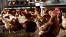 ISA Brown chickens in a chicken coop at an egg farm in Mason, Michigan, US, on Monday, March 3, 2025. Egg prices have soared to a record of over $8 a dozen, driven by the worst-ever outbreak of avian flu in the US and contributing to broader inflation pressures.  - Fox Business News