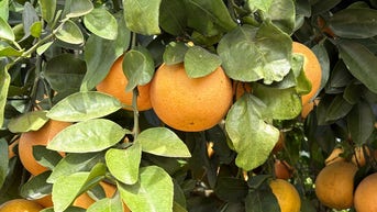 Florida citrus growers battle historic drought as production costs soar - Fox News
