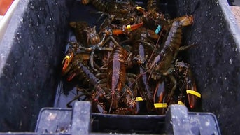 Maine lobster catch falls to lowest level since 2008 as costs skyrocket - Fox News