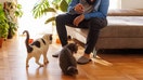 Male pet sitter plays with two cats. - Fox Business News