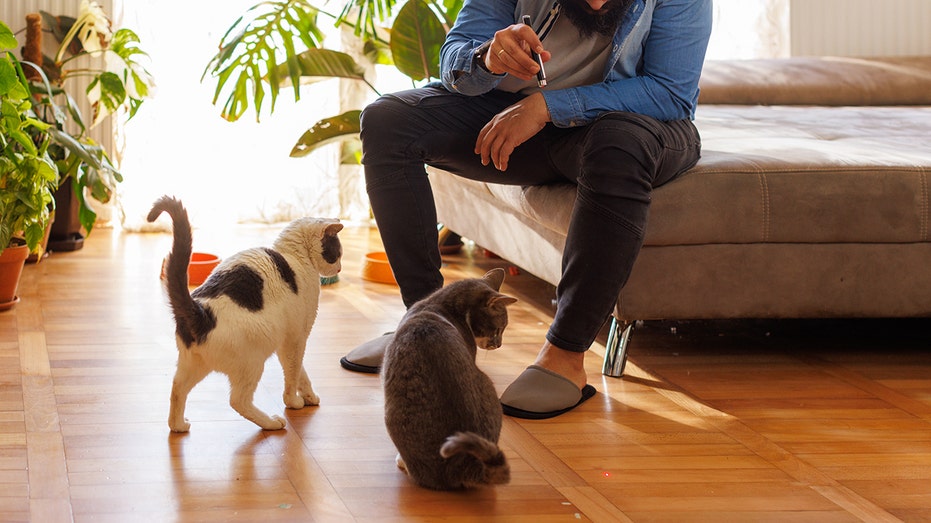 Male pet sitter plays with two cats.