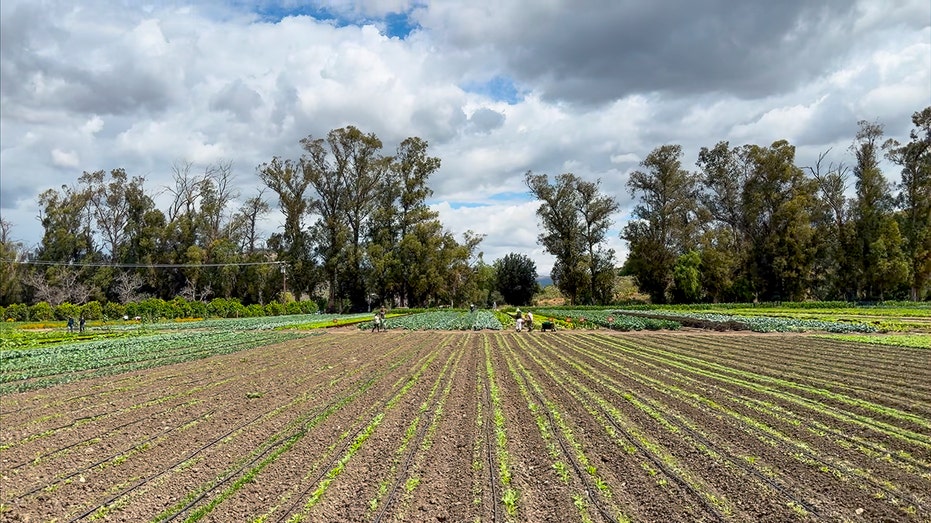 Visitors push wheelbarrow at farm