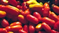 San Marzano tomatoes are pictured in Campania, Italy. - Fox News