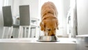 Pet food sold nationwide recalled over potential salmonella risk
