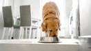 A dog eats food out of a bowl in a home. - Fox Business News