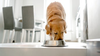 Popular pet food brand halts production over possible deadly tainting - Fox News