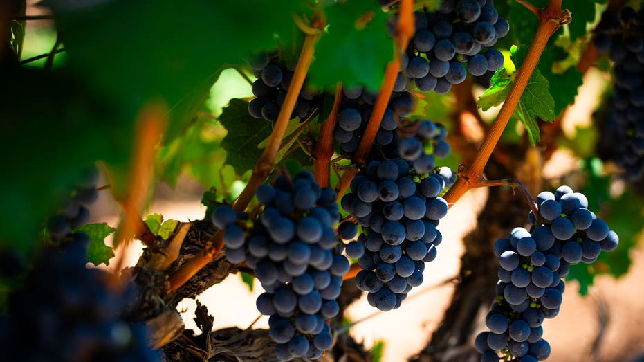 Bunches of grapes hanging from vines.