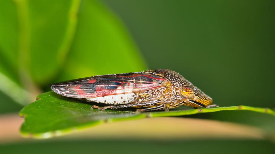 Glassy-winged sharpshooter on leaf