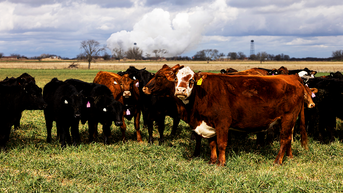 Tyson warns cattle shortage is keeping pressure on higher beef prices - Fox News
