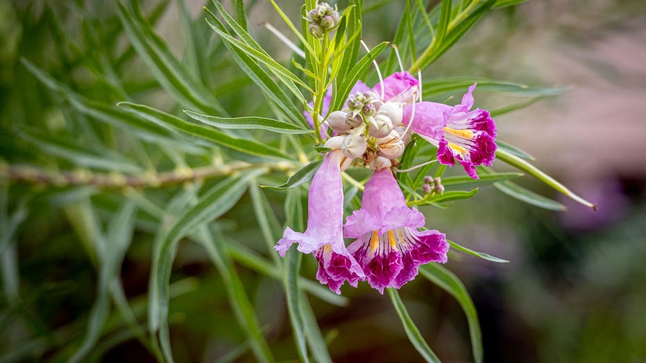 desert willow