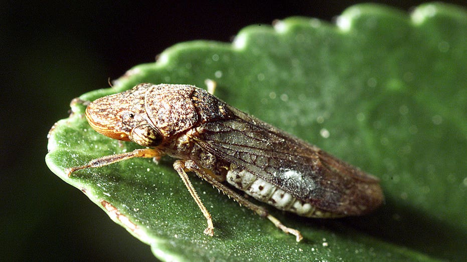 glassy-winged sharpshooter on a green leaf