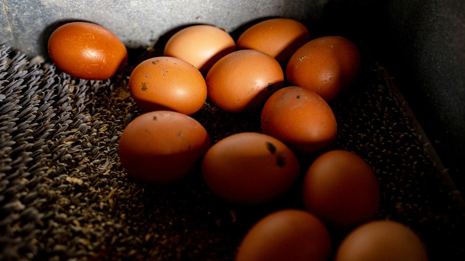 Poultry Farm Operations