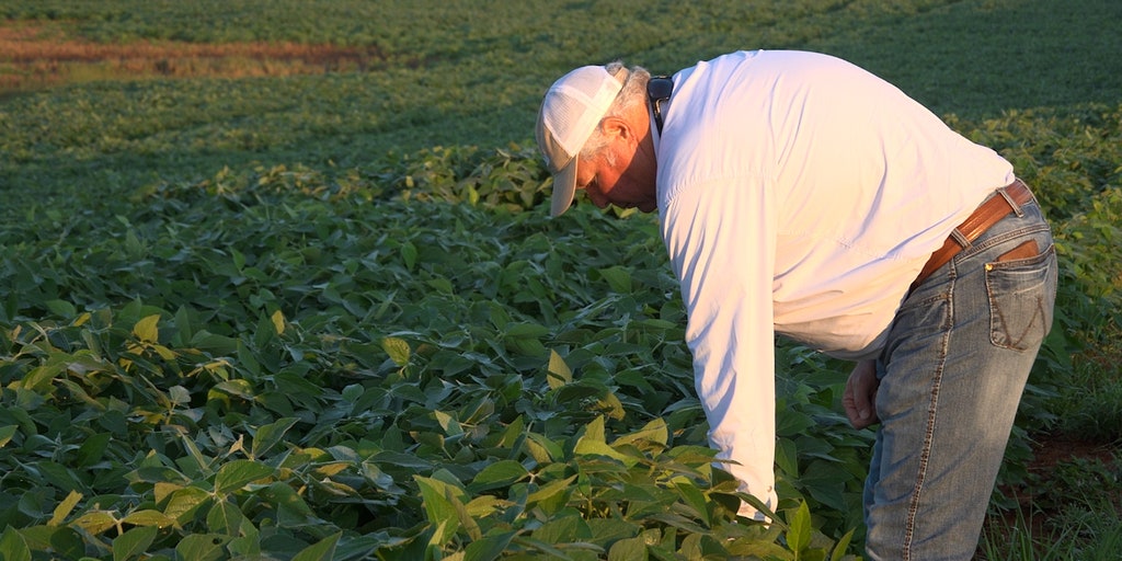 US soybean farmers race to meet global demand as farmland shrinks