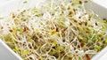 Alfalfa sprouts in a bowl - Fox News