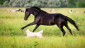 Horse and dogs in a field - Fox News