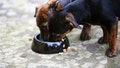 Black and tan Jack Russell puppies eat from a food bowl, England, United Kingdom. - Fox News