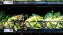 Lettuce is displayed