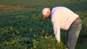 Kentucky Soy Farmer in Field