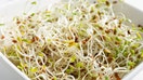 Alfalfa sprouts in a bowl - Fox Business News