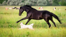 Horse and dogs in a field - Fox Business News