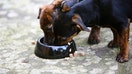 Black and tan Jack Russell puppies eat from a food bowl, England, United Kingdom. - Fox Business News