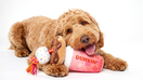 Dog with a Dunkin' dog toy - Fox Business News
