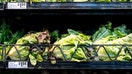 A massive cyclosporiasis outbreak linked to contaminated iceberg lettuce has sickened more than 11,000 people across 20 states, according to the FDA. - Fox Business News
