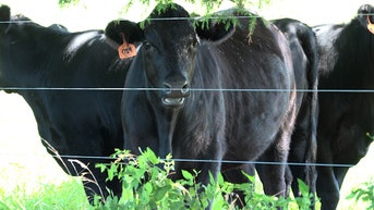 American ranchers face historic cattle shortage as Trump vows to lower beef prices - Fox News