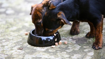 Popular dog supplements recalled over possible salmonella contamination - Fox News