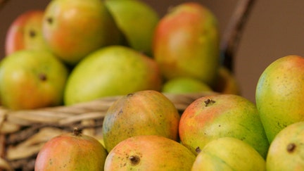 Indian mangoes await a ceremony celebrating the opening of mango trade between the United States and India at the Commerce Department in Washington 01 May 2007. - Fox Business News