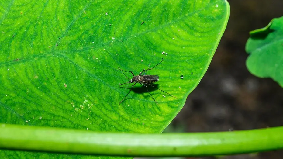 A close-up shows mosquitoes feeding in Tehatta, India, on May 1, 2026